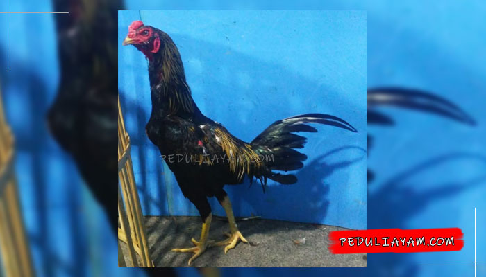 Meracik Sendiri Pakan Ayam Bangkok Sesuai Usia Ayam