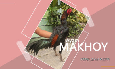Mengenal Ayam Makhoy
