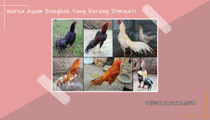 Warna-Ayam-Bangkok-Yang-Kurang-Diminati